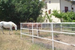 cavalli